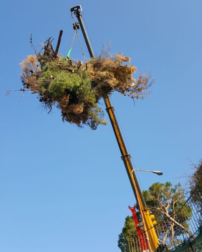 EMMEBI CONSOLIDAMENTI - Lavori forestali