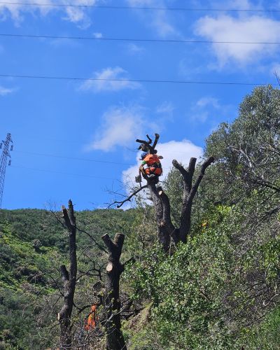 EMMEBI CONSOLIDAMENTI - Lavori forestali