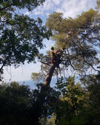 EMMEBI CONSOLIDAMENTI - Lavori forestali